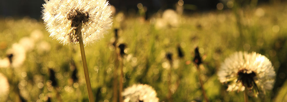 Norman L. Waterman Funeral Home, Inc. Newark NY funeral home and