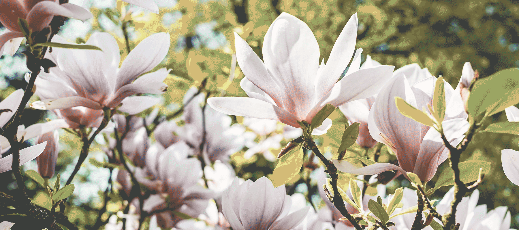 Lawrence Funeral Home Chapel Hill TN funeral home and cremation