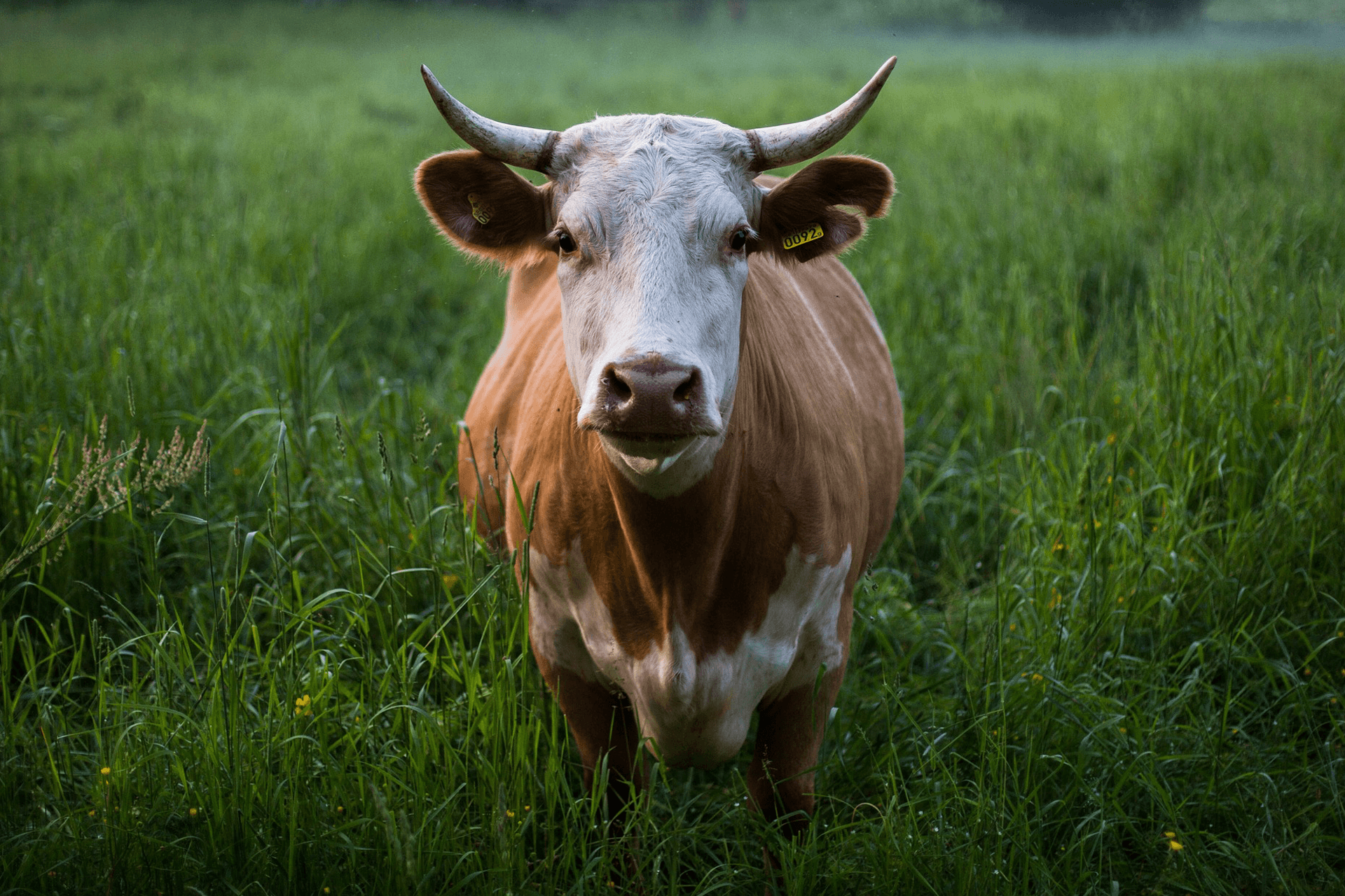 Wilderness Funeral Home & Cremation Services Chinook MT funeral home