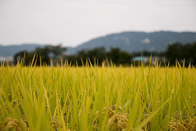 Carney Funeral Home Blytheville AR funeral home and cremation