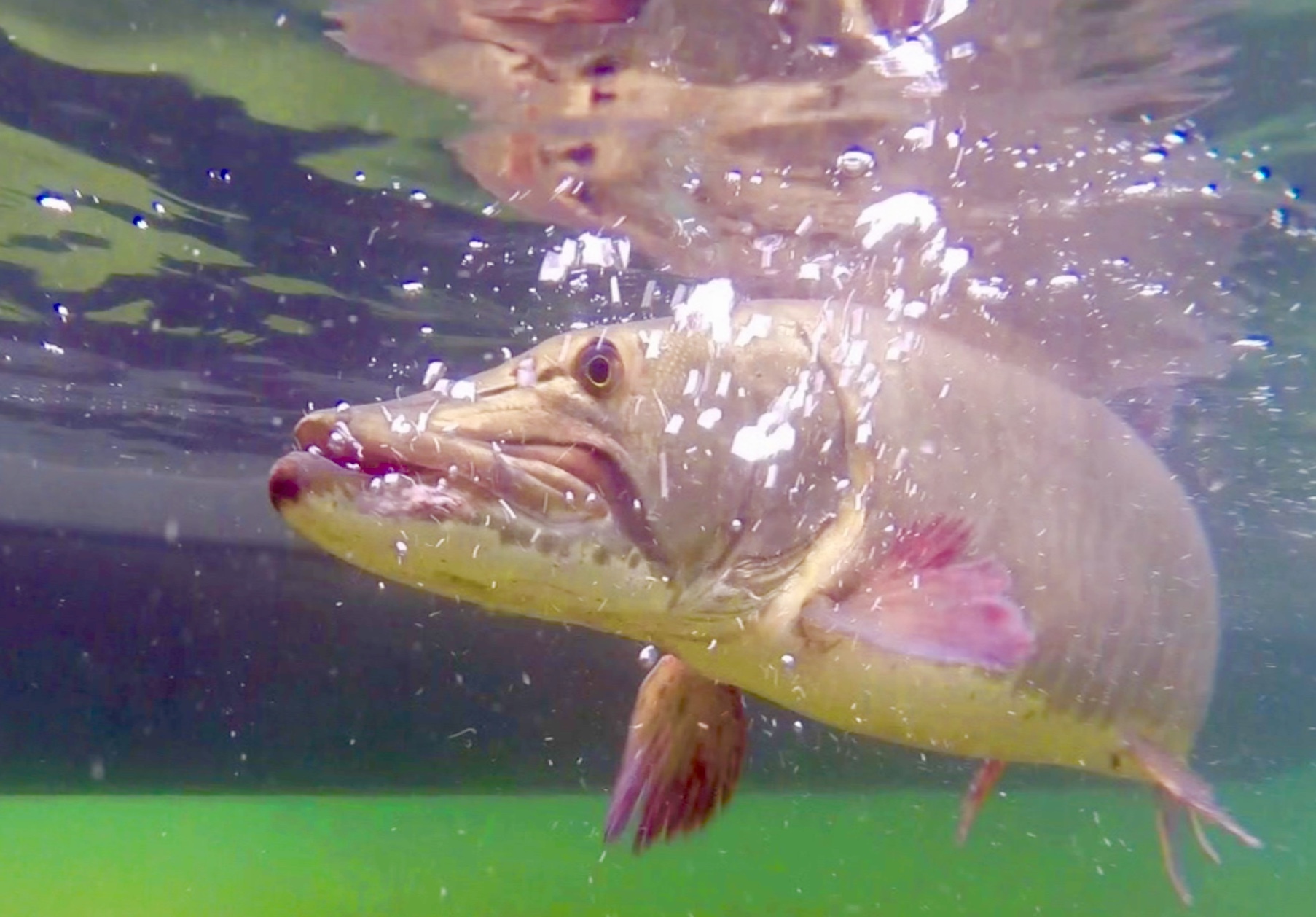 Fisheries Round Lake Property Owners Association