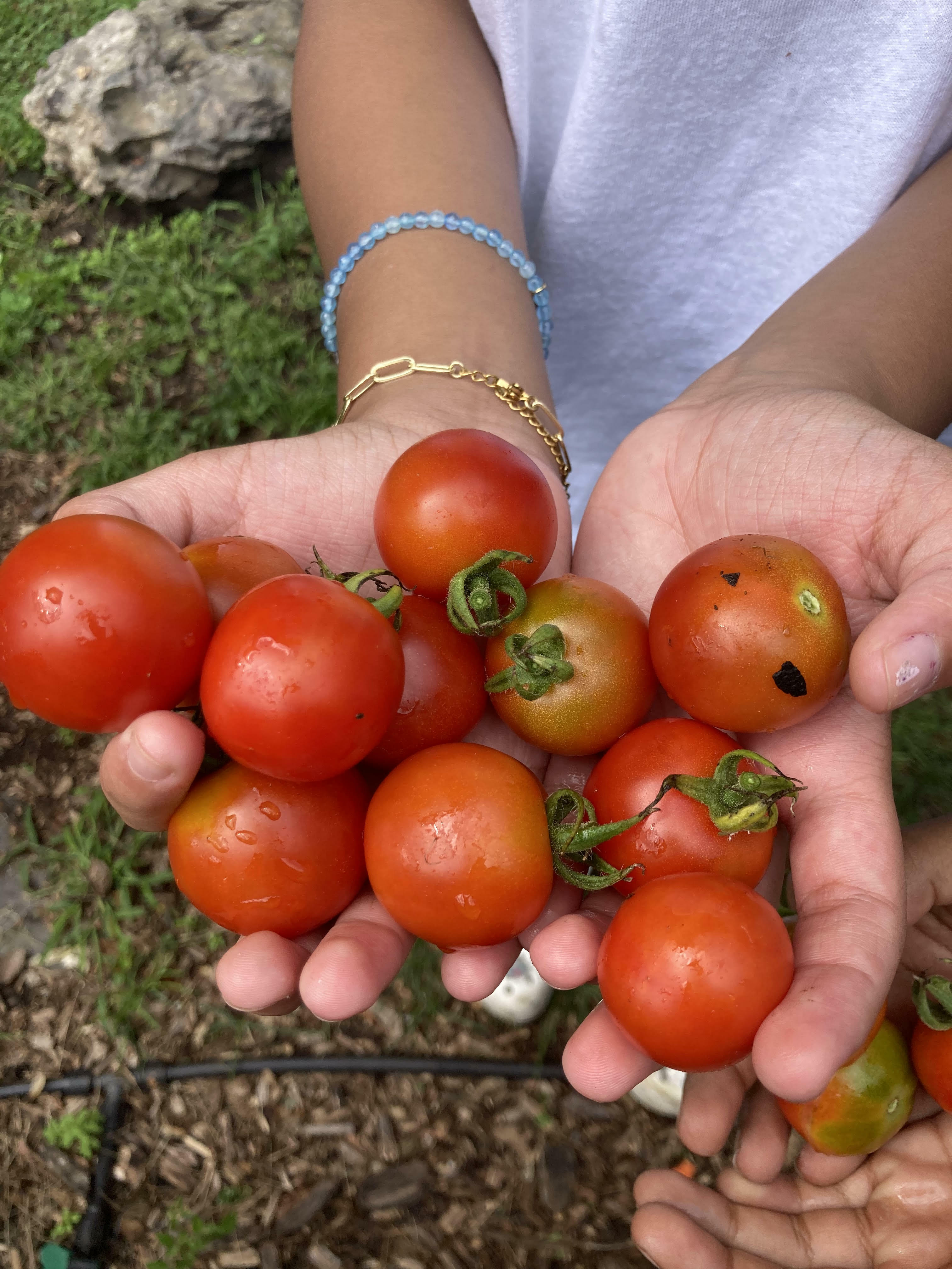 BOS (P) Visit Haley House Urban Farm Events The Transition Network