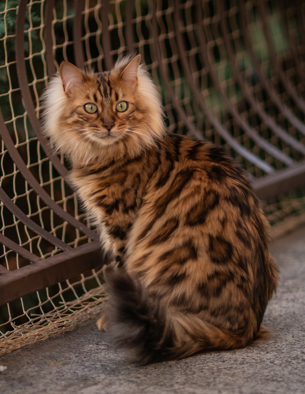 Bengal House Cat