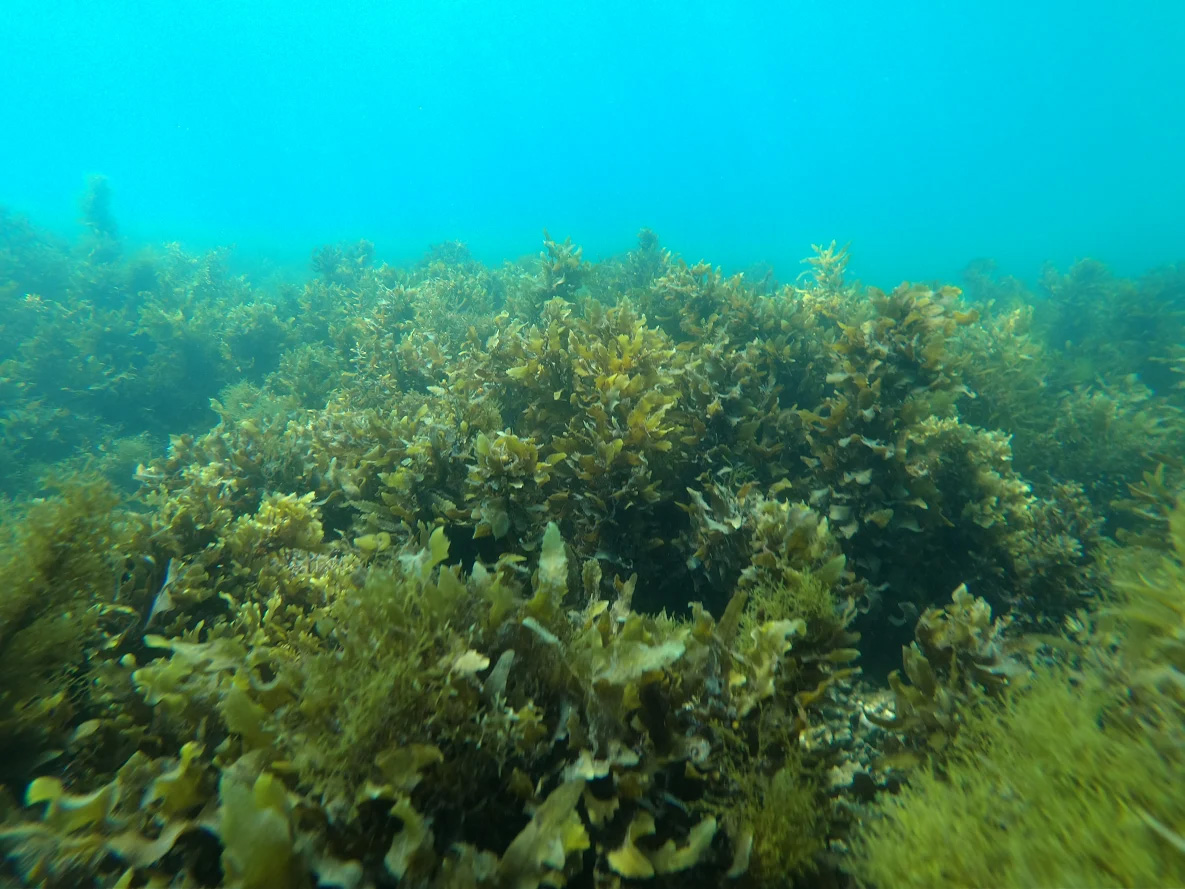 Great Barrier Reef Coral Reef Seaweed