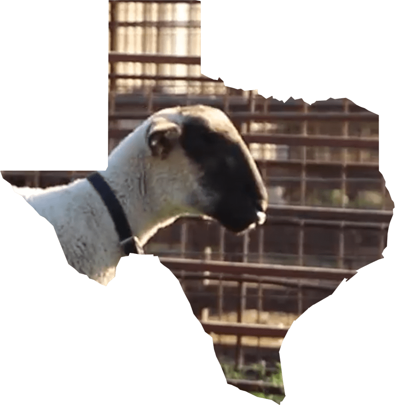 Quizes for Livestock, Dairy, Horse, and Poultry Judging