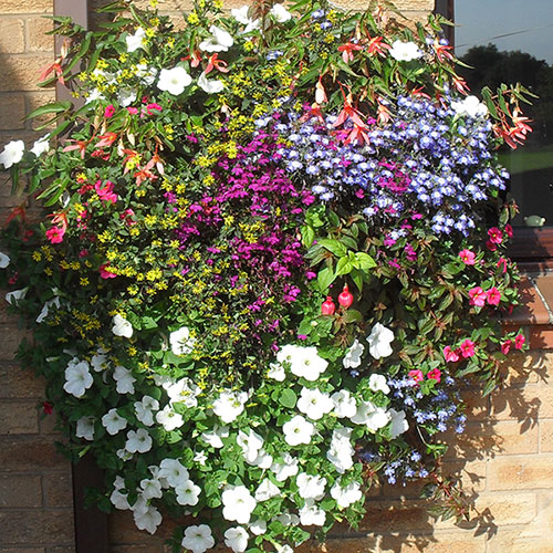 Easy Fill Wall Planters 50cm (20in) Pair Gardening Direct