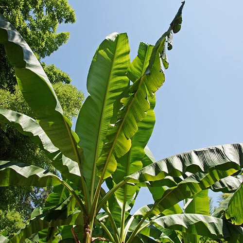 Banana Plant Care Indoor Uk Growing Banana Tree Indoor Indoor