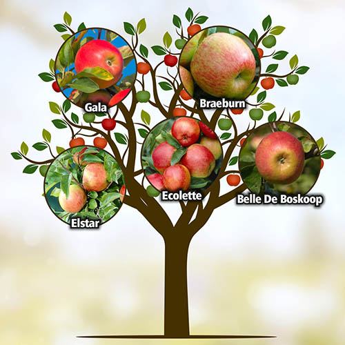 Five Variety Family Apple Tree YouGarden