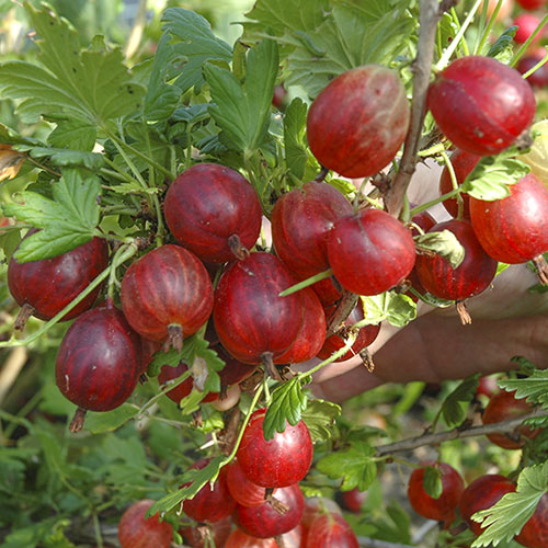 Gooseberry 'Hinnomaki Red'
