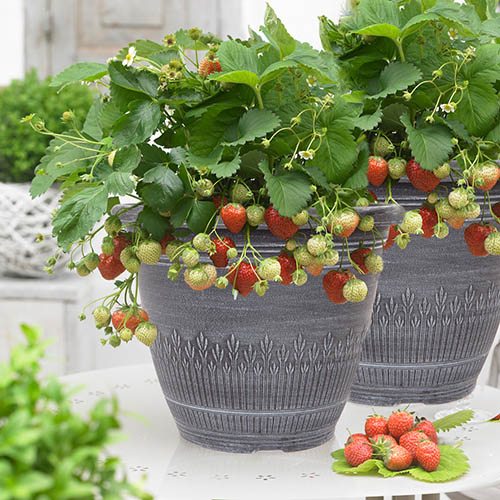 Pair Premium Strawberry Planters