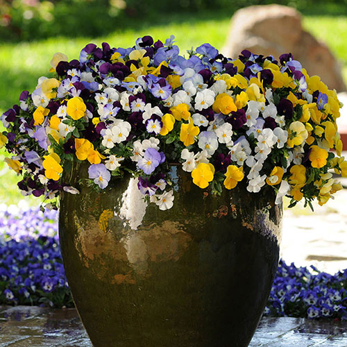 Pansy Cool Wave x 10 Plants Gardening Direct