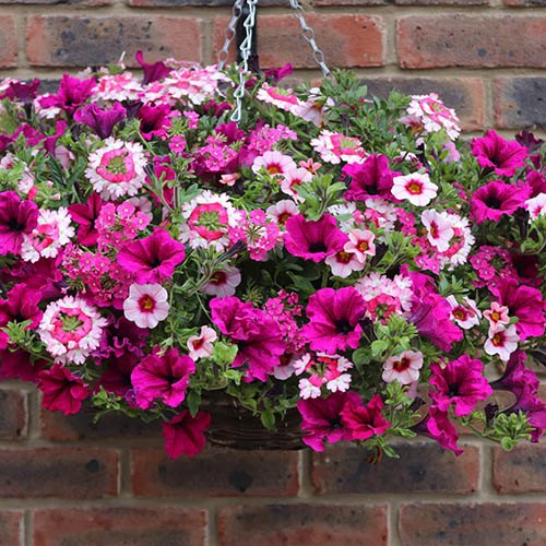 Preplanted 27cm Hanging Basket Eton Mess YouGarden