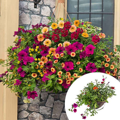 'Sunset Oasis' Preplanted Rattan Hanging Basket 14' Gardening Direct