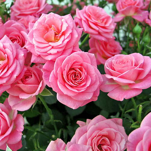 Rose 'Queen Elizabeth' Gardening Direct