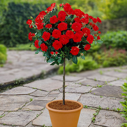 Pair of Red Patio Standard Roses in 3L Pots YouGarden