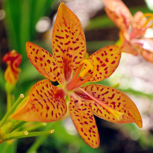 Belamcanda chinensis 'Orange Dream' (Freckle Face, Blackberry Lily