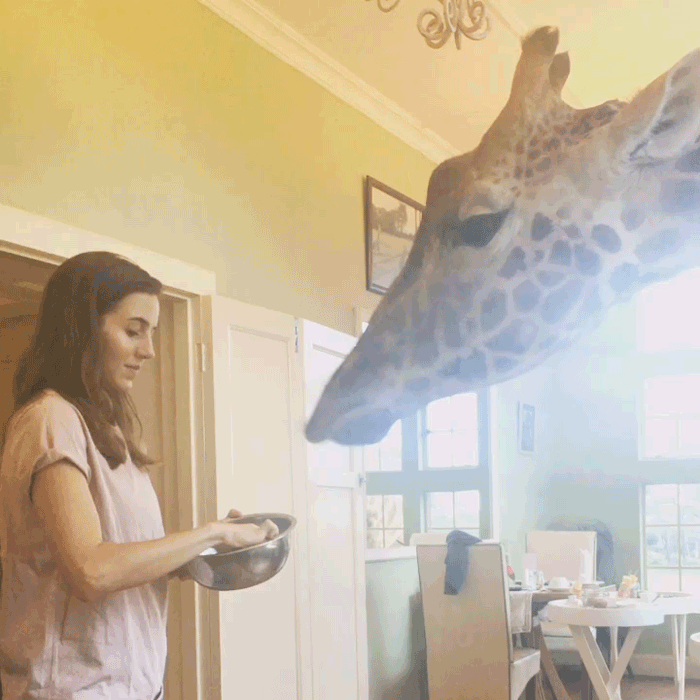 Giraffe Eating Popcorn Gif