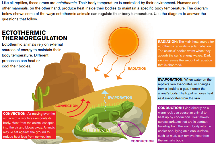 How Reptiles Stay Warm Leanne Fielhauer Library Formative