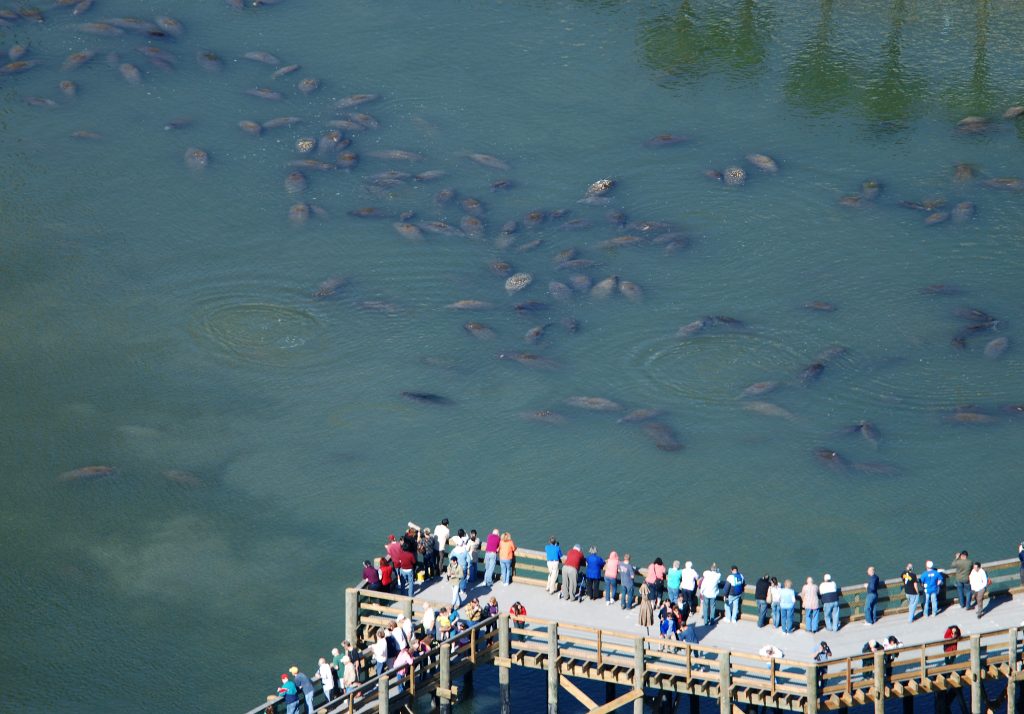 Good places to see manatees in the wild when it’s cold out Tampa Bay