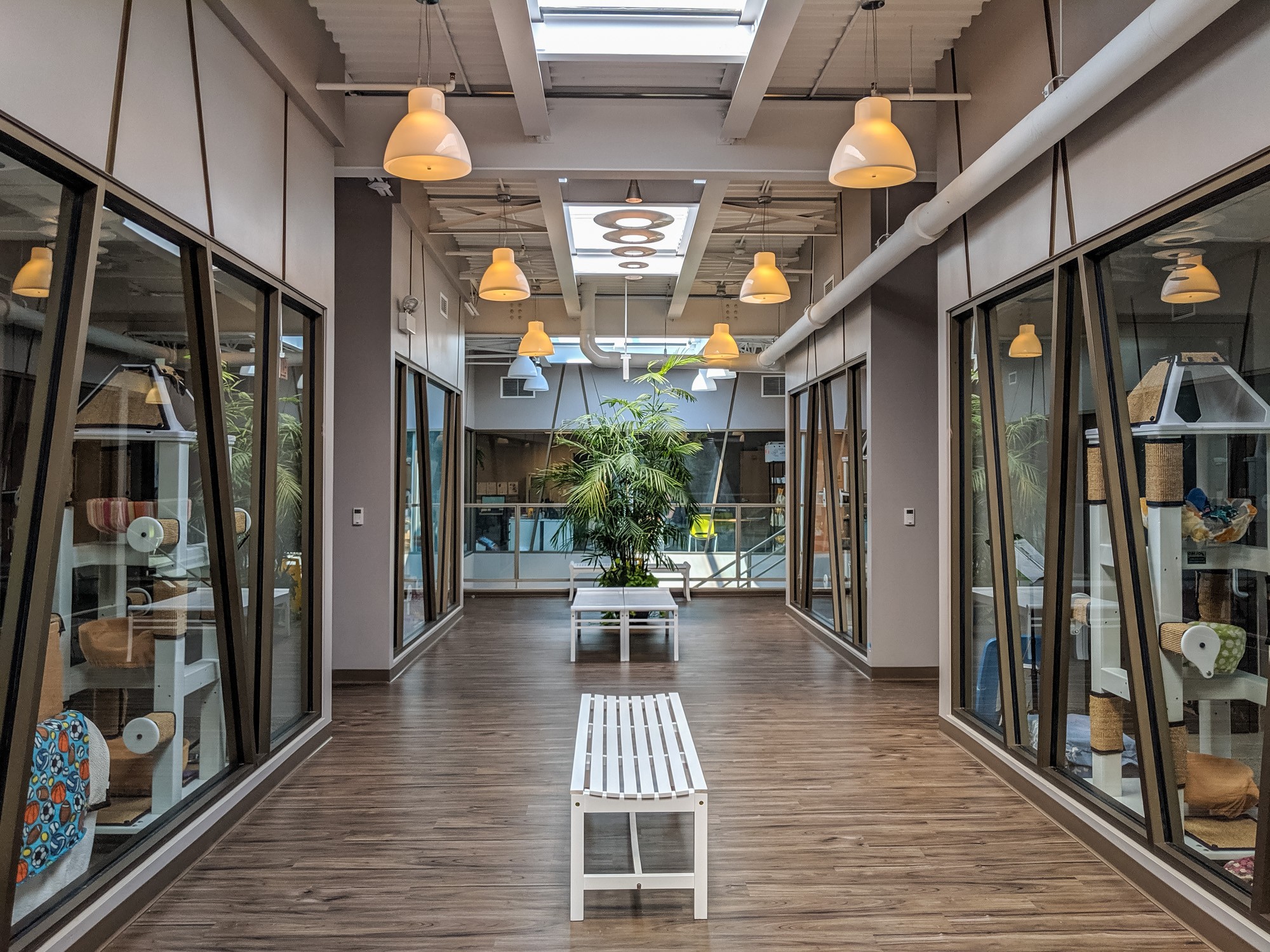 Tree House Humane Society Cat Cafe