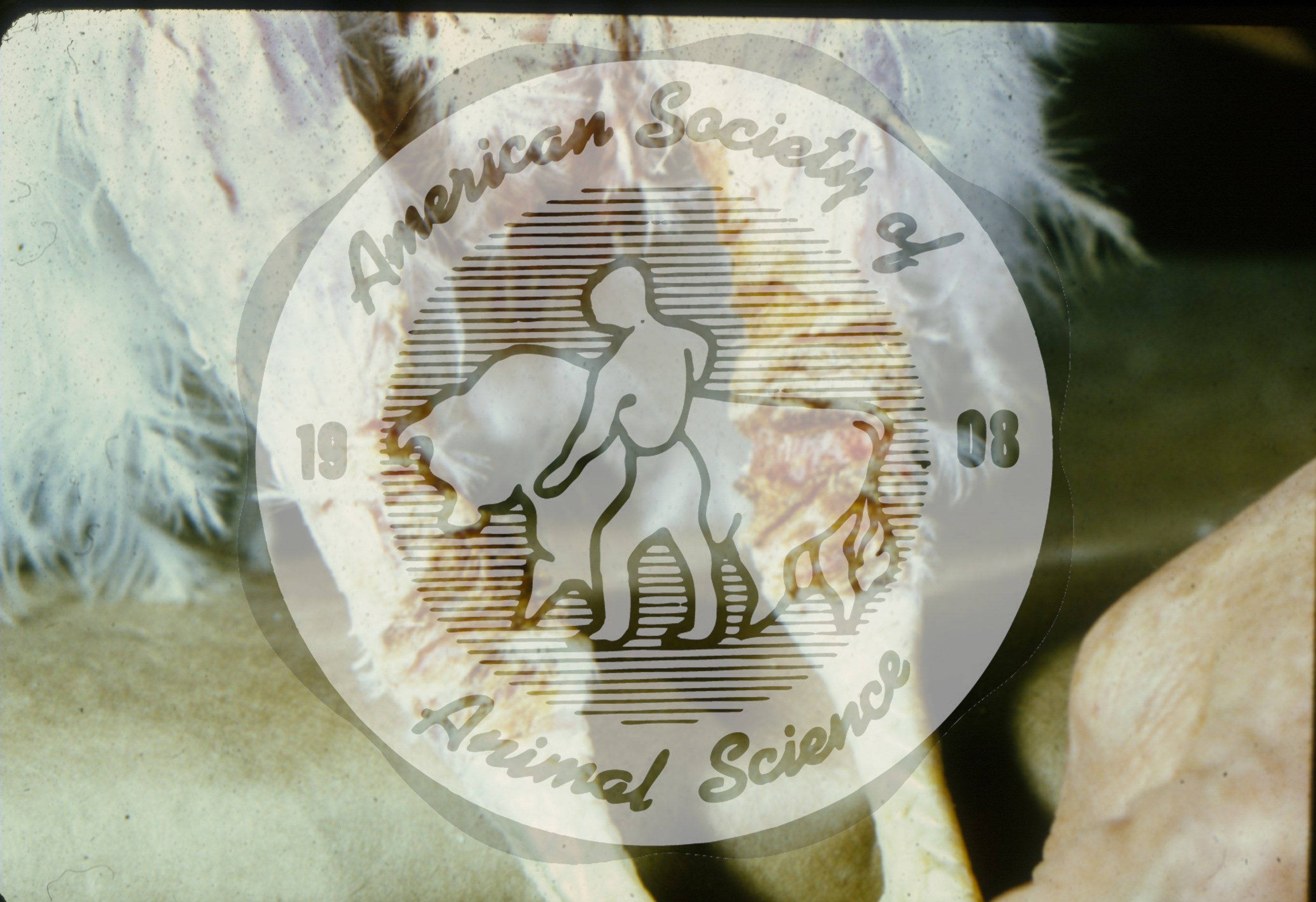 Parakeratosis of chicken knees caused by zinc deficiency