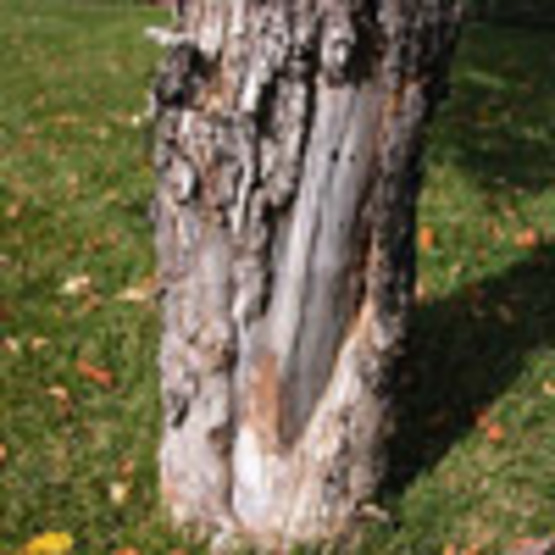 Cornell Cooperative Extension Plant Diseases