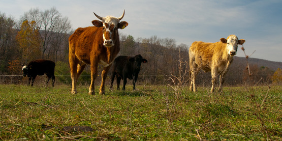 Cornell Cooperative Extension Beef