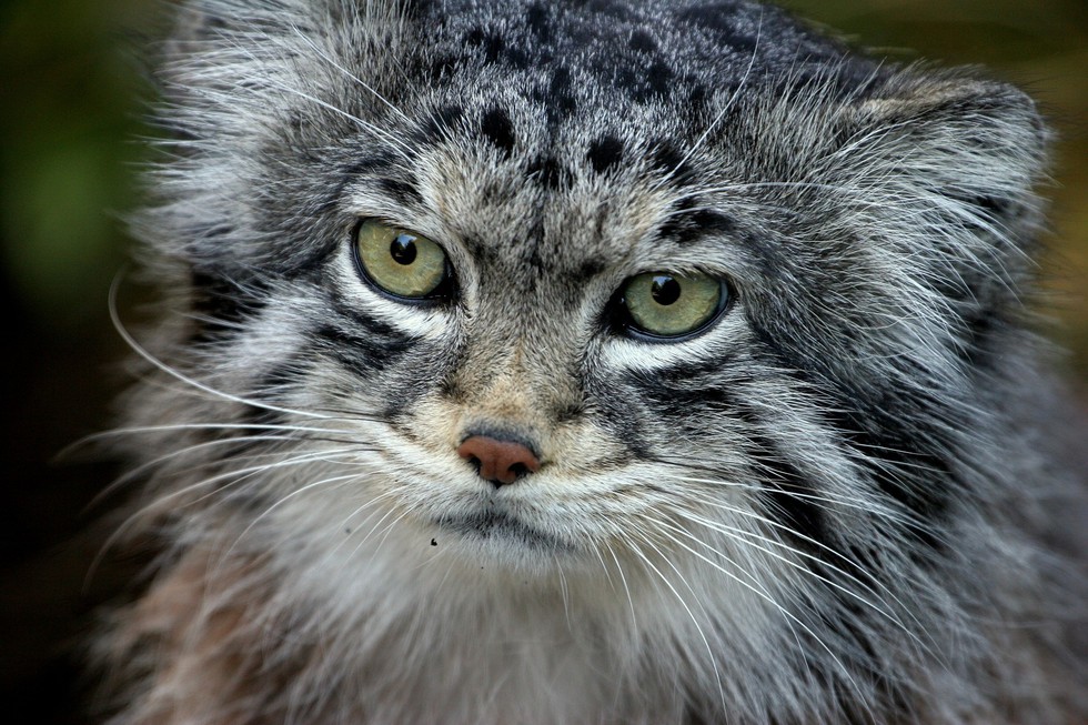 Majestic New Cat Species Discovered In Nepal
