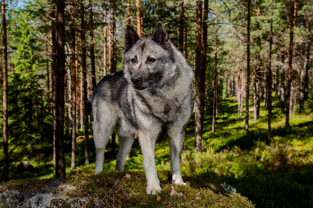 Story Behind The Shot The Dogs Of Norway