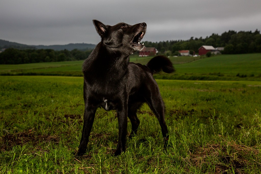 Story Behind The Shot The Dogs Of Norway