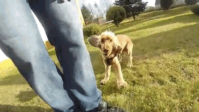 Our 10 Best Puppy GIFs For National Puppy Day