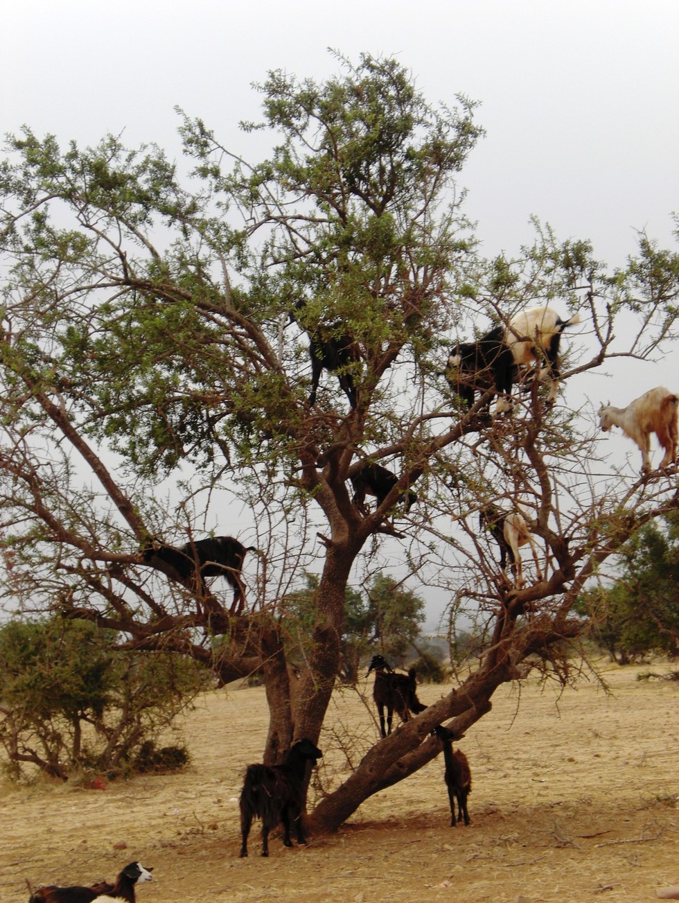 What Are These Goats Doing In Trees?