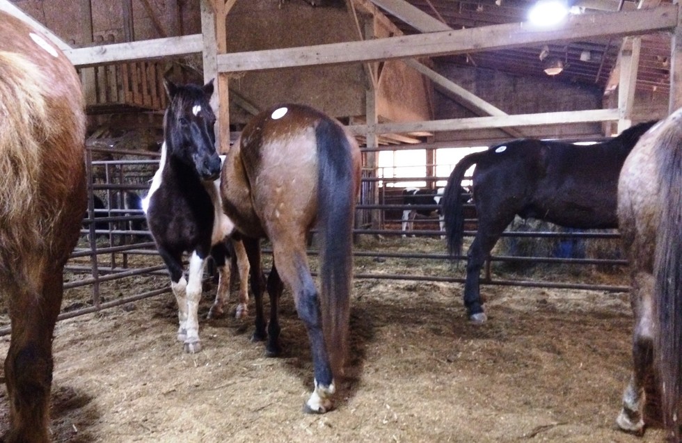 Save 150,000 Horses From Slaughter Each Year By Ending Auction And Export