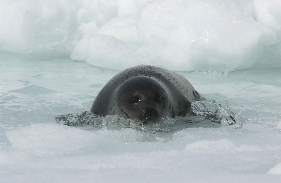 7 Reasons Why Canada’s Brutal Seal Hunt Needs To End Now