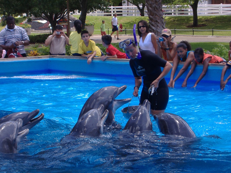 More Animal Care Chronicles Into The Dolphin Feeding Pools Tim