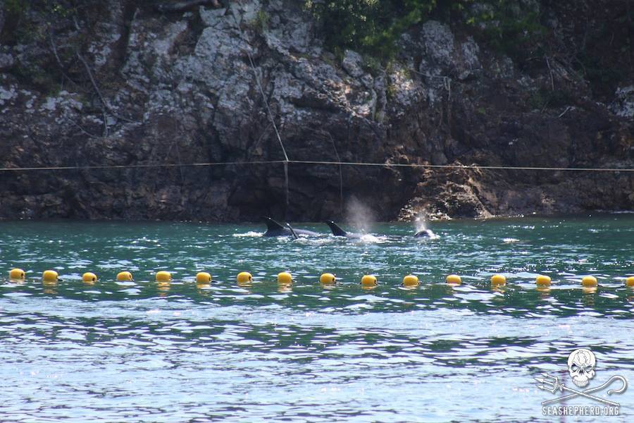 Taiji's slaughter season begins, first pod killed in the