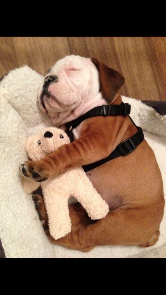 10 Animals Who Can Sleep Anywhere, In Any Position