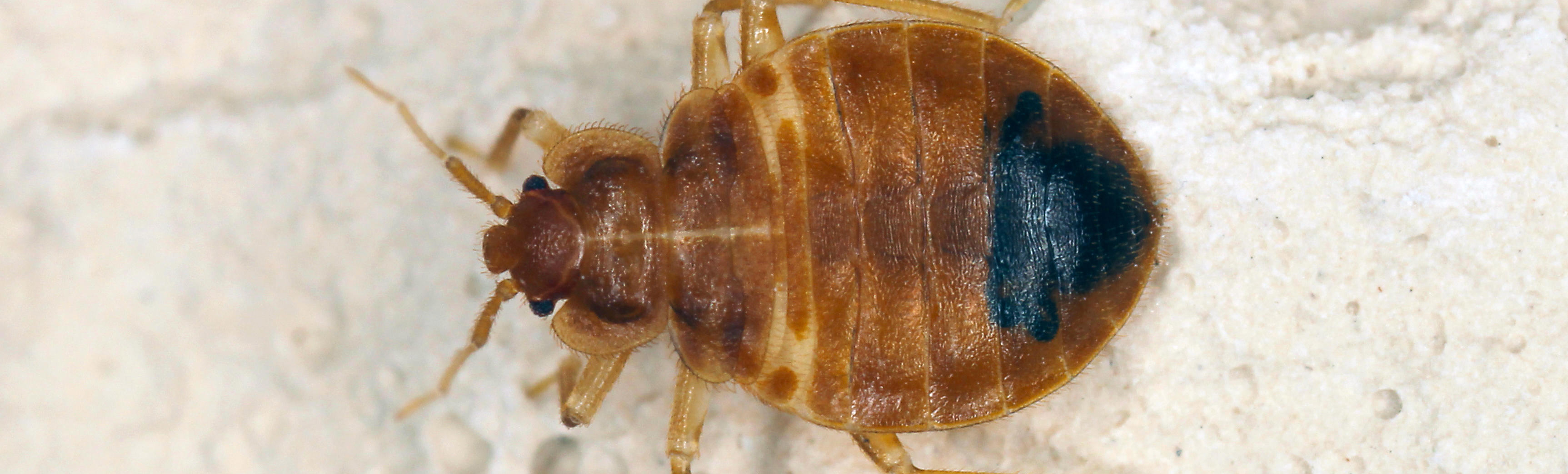 Bed Bug Information and Facts Cook's Pest Control