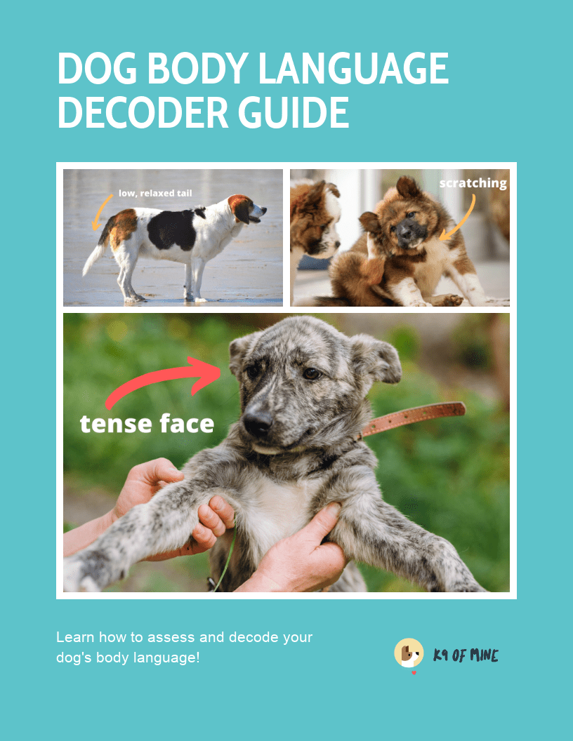 Dog Body Language Reference Kit