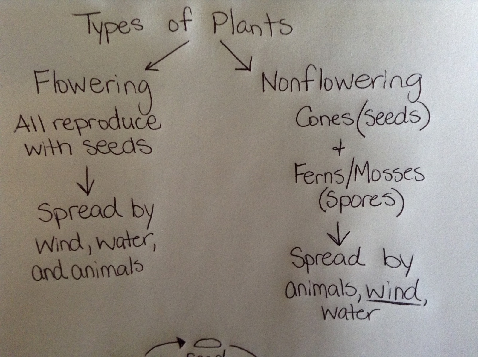 Non Flowering Plants Reproduce Through Tomatosphere Tomatosphere The