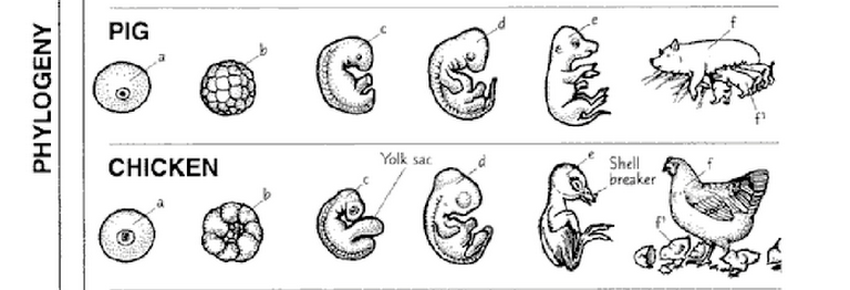 Seventh grade Lesson Embryonic Development Evidence for Evolution