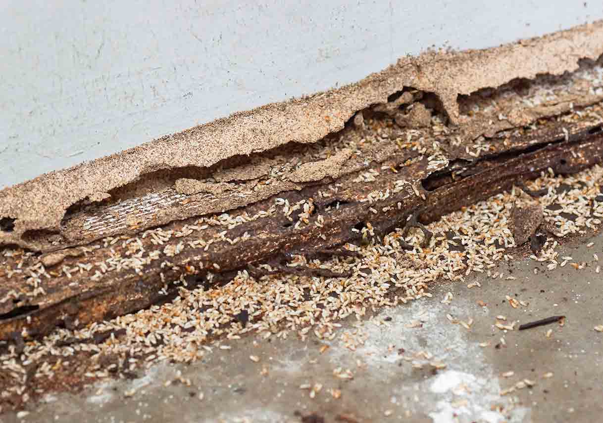 Different Types of Termites and the Unseen Damage They Cause [2019