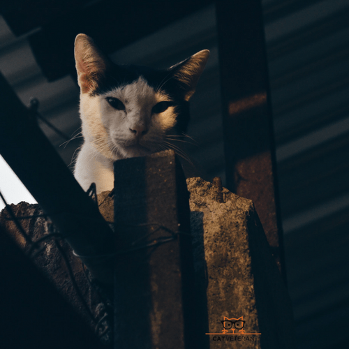 Learn The Simple Answer Why Do Cats Knead Their Owners (2018)