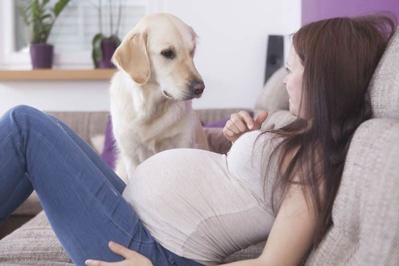Does Your Dog Know You're Pregnant? American Kennel Club