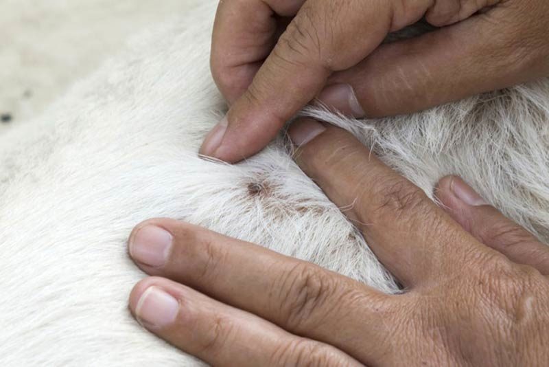 Ticks on Dogs American Kennel Club