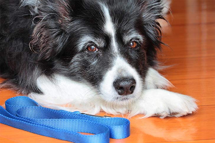 How to Potty Train an Older Dog Housetraining Adult Dogs