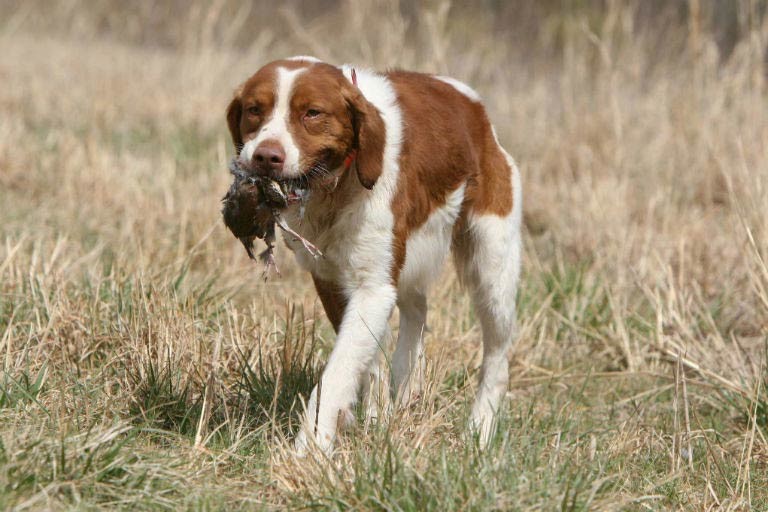 Pointing Breeds Hunt Tests American Kennel Club