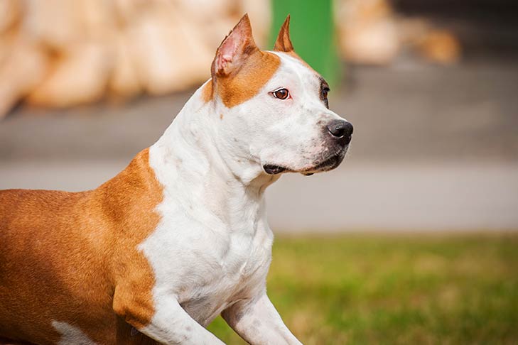 Adopt a rescue dog through petcurious. American Staffordshire Terrier Dog Breed Information