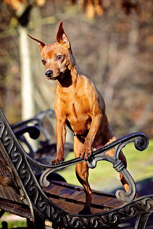 Miniature Pinscher Dog Breed Information