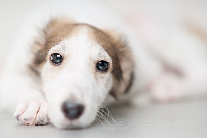 Dog Vomiting: When Should You Go To The Vet?